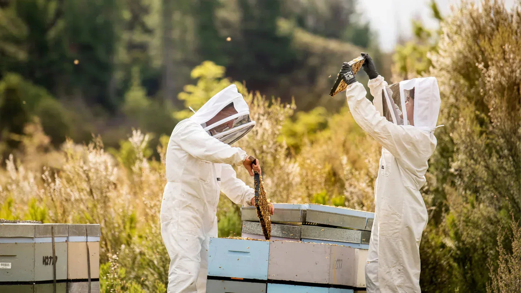 Unveiling the Sweet Essence of Raw Honey Online