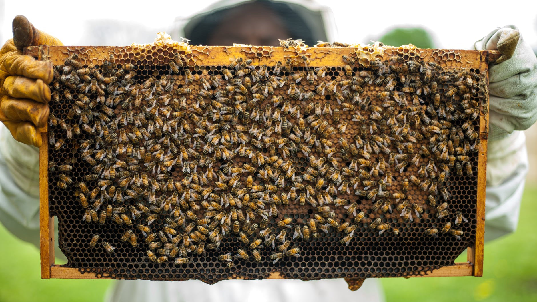 Choose Health and Sustainability: Buy Organic Honey Online in India
