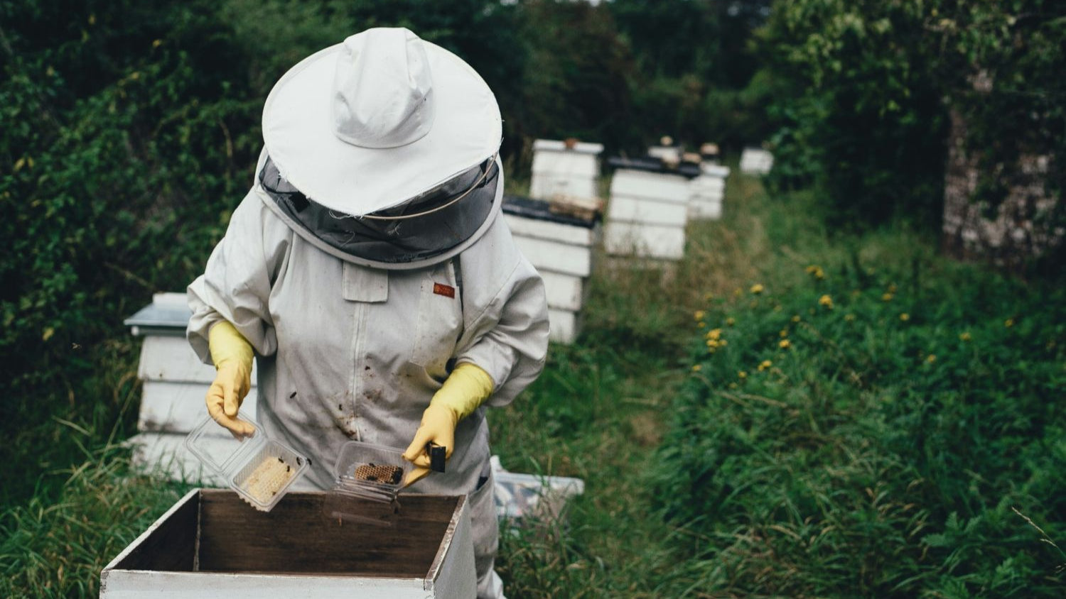 Fun & Lesser-Known Facts About Honey