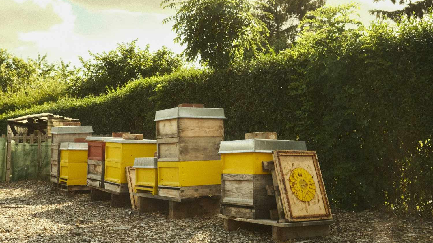 Raw Honey vs Processed Honey: What’s the Difference and Which Is Better for You?